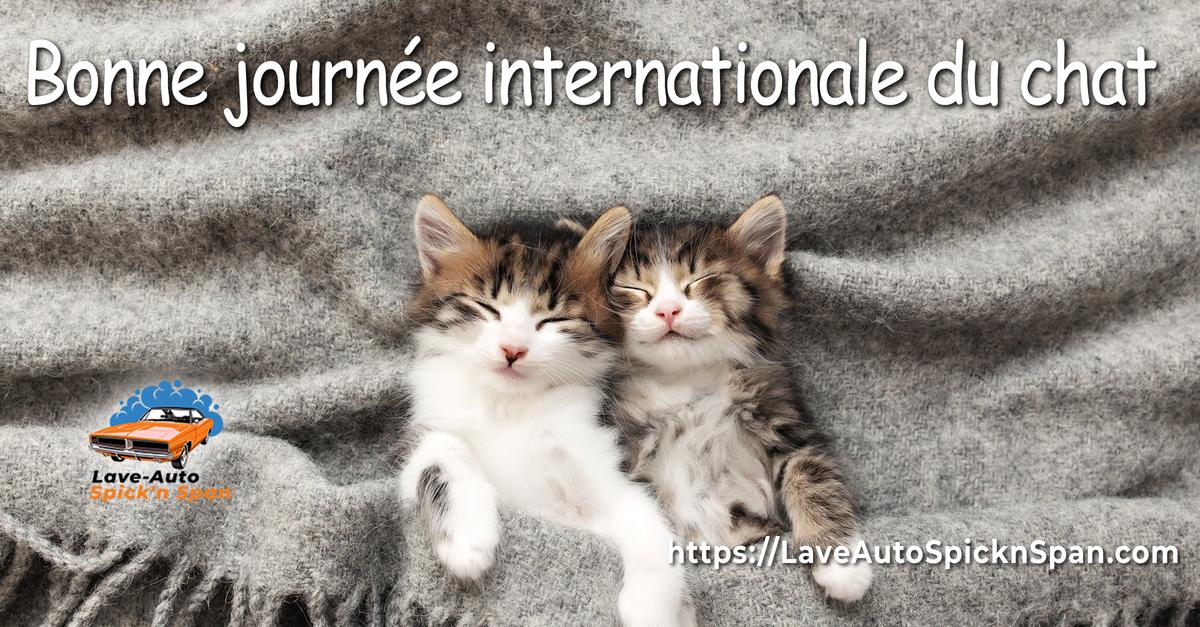 VIDÉOS - Journée internationale du chat : le top 7 des chats DJ